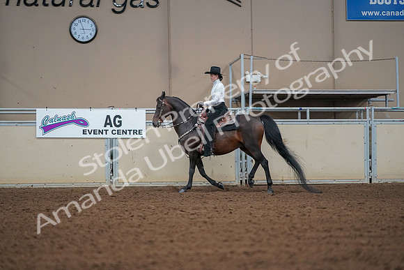 2019 Morgan Horse Show - Aug 30, 2019 - 16833
