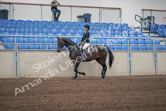 2019 Morgan Horse Show - Sept 01, 2019 - 03652