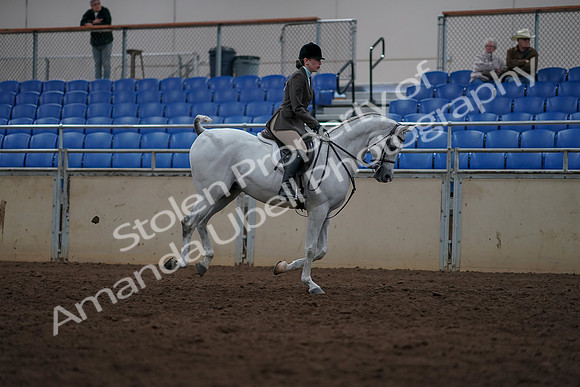 2019 Morgan Horse Show - Sept 01, 2019 - 08831