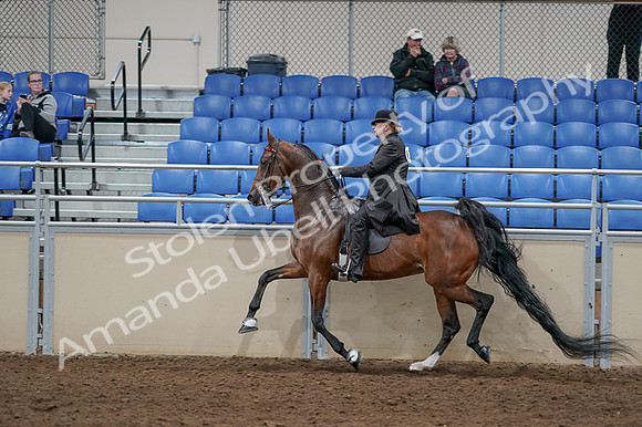 2020 - AB Morgan Horse - Fri, Sept 04 - 09789