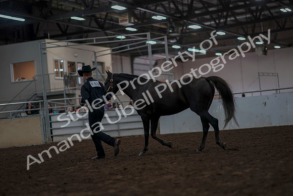 2019 Morgan Horse Show - Aug 31, 2019 - 02062