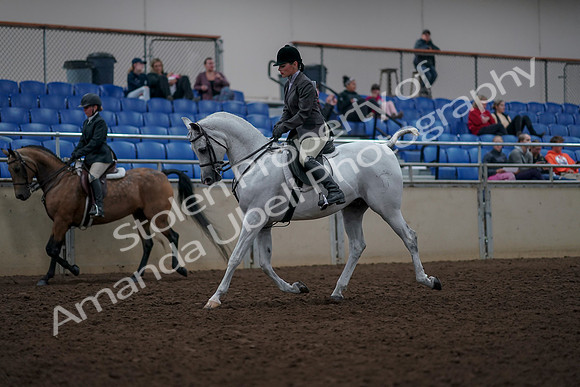 2019 Morgan Horse Show - Aug 31, 2019 - 14695