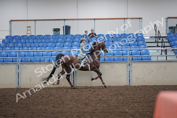 2019 Morgan Horse Show - Aug 30, 2019 - 18025