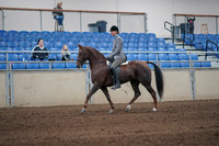 2019 Morgan Horse Show - Sept 01, 2019 - 06220