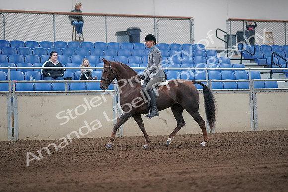2019 Morgan Horse Show - Sept 01, 2019 - 06220