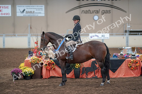 2019 Morgan Horse Show - Aug 31, 2019 - 19805