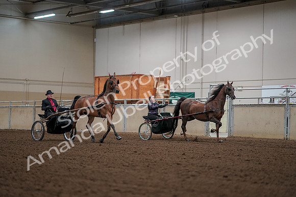 2019 Morgan Horse Show - Aug 30, 2019 - 13394
