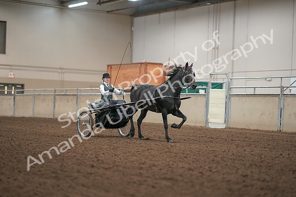 2019 Morgan Horse Show - Aug 31, 2019 - 04745
