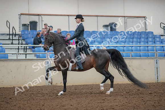 2019 Morgan Horse Show - Aug 30, 2019 - 25007