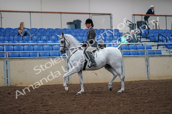 2019 Morgan Horse Show - Aug 30, 2019 - 17268