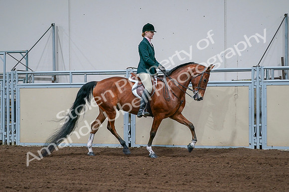 2020 - AB Morgan Horse - Fri, Sept 04 - 01736