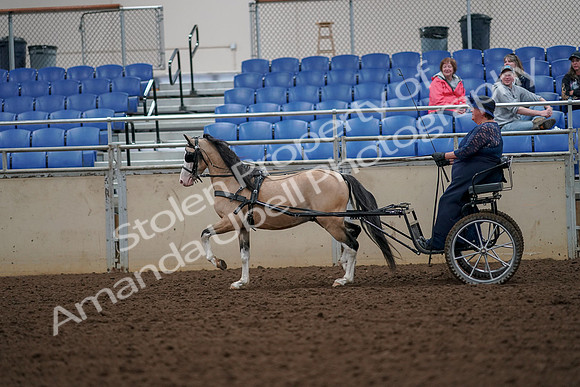 2019 Morgan Horse Show - Aug 30, 2019 - 13299