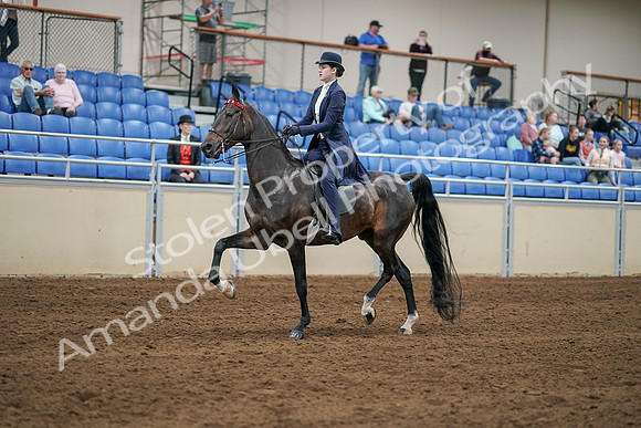 2020 - AB Morgan Horse - Sat, Sept 05 - 06272