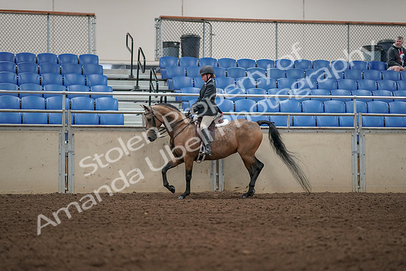 2019 Morgan Horse Show - Aug 31, 2019 - 04835