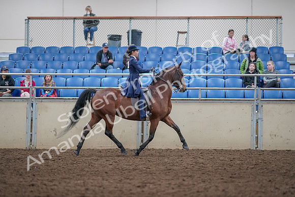 2019 Morgan Horse Show - Aug 31, 2019 - 09588