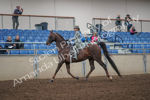 2019 Morgan Horse Show - Aug 31, 2019 - 07655