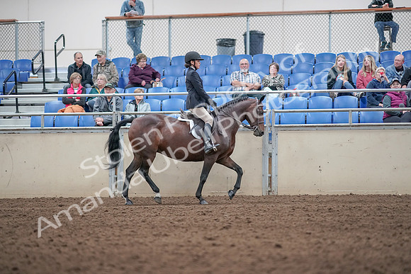 2019 Morgan Horse Show - Aug 31, 2019 - 19690