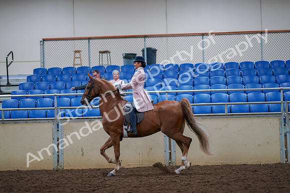 2019 Morgan Horse Show - Aug 30, 2019 - 21395