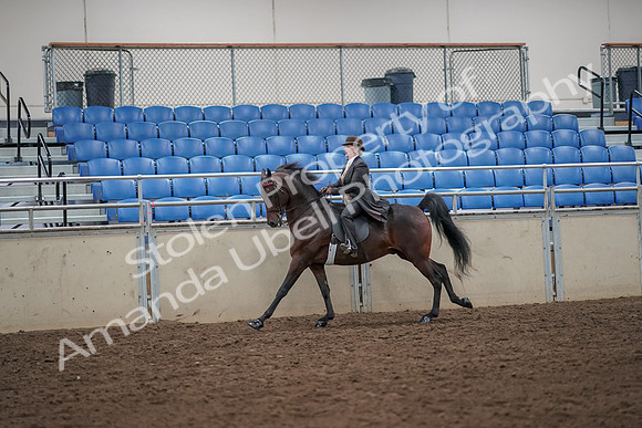 2019 Morgan Horse Show - Aug 30, 2019 - 28010