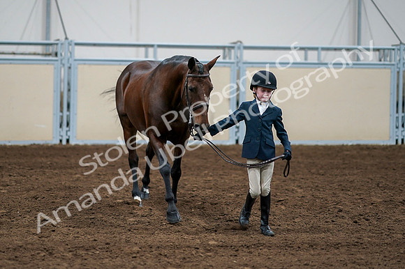 2020 - AB Morgan Horse - Fri, Sept 04 - 01012