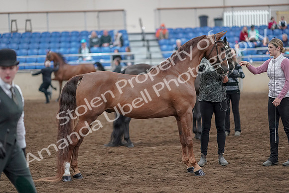 2019 Morgan Horse Show - Aug 31, 2019 - 03734