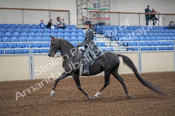2020 - AB Morgan Horse - Fri, Sept 04 - 05331