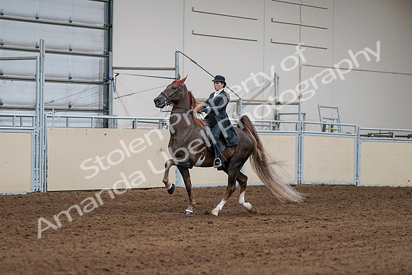 2020 - AB Morgan Horse - Sat, Sept 05 - 13078