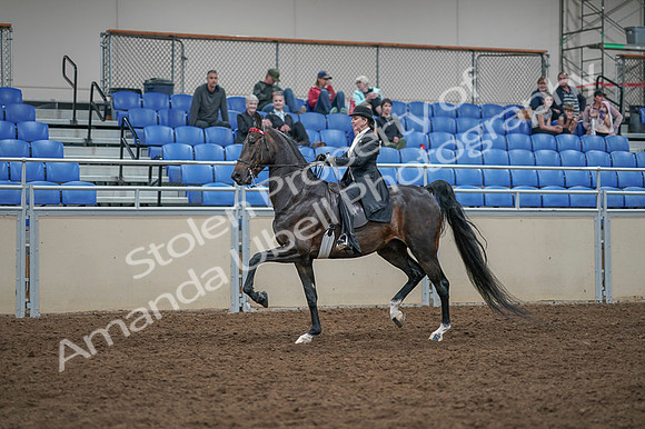 2020 - AB Morgan Horse - Fri, Sept 04 - 11348