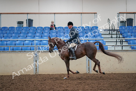 2019 Morgan Horse Show - Aug 30, 2019 - 17490