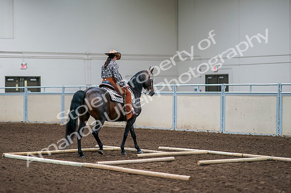 2020 - AB Morgan Horse - Fri, Sept 04 - 00092