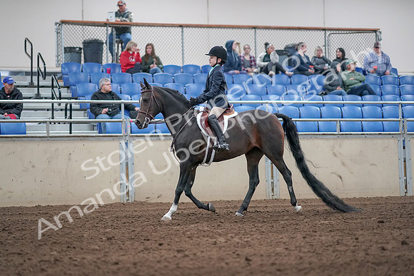 2019 Morgan Horse Show - Aug 31, 2019 - 19497
