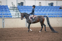 Class 152 - Morgan Hunter Pleasure - Amateur - Jr. Exhibitor Championship