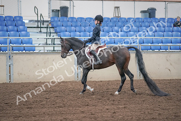 2019 Morgan Horse Show - Sept 01, 2019 - 05476
