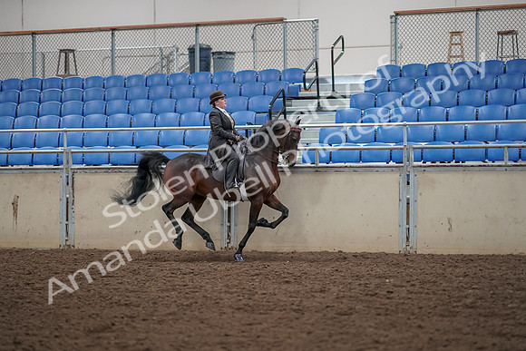 2019 Morgan Horse Show - Aug 30, 2019 - 28149
