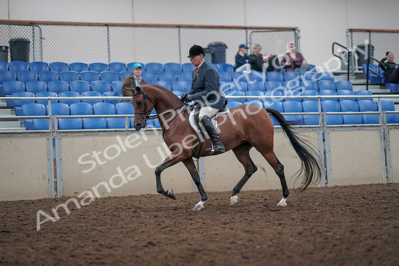 2019 Morgan Horse Show - Aug 31, 2019 - 14810