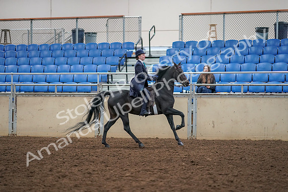 2019 Morgan Horse Show - Aug 30, 2019 - 12490