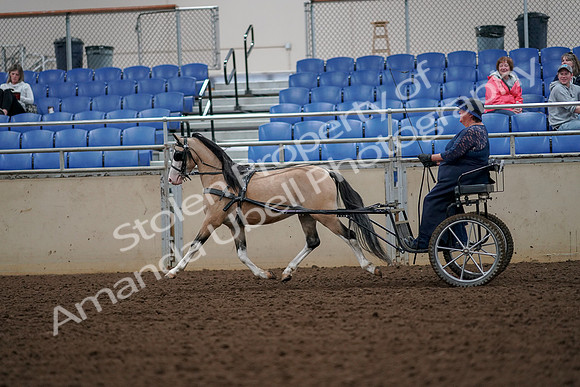 2019 Morgan Horse Show - Aug 30, 2019 - 13302