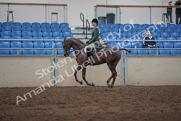 2019 Morgan Horse Show - Sept 01, 2019 - 08692