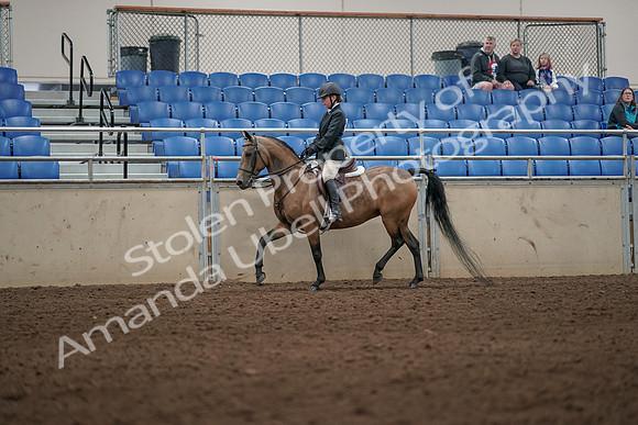 2019 Morgan Horse Show - Aug 31, 2019 - 04982