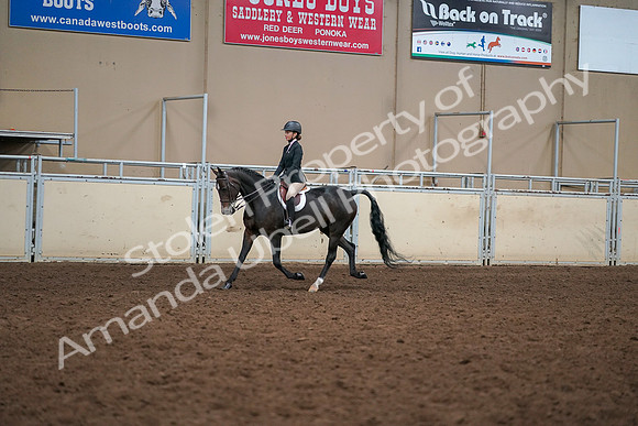2019 Morgan Horse Show - Aug 30, 2019 - 12189