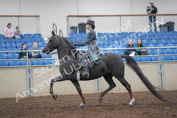 2019 Morgan Horse Show - Aug 31, 2019 - 09285