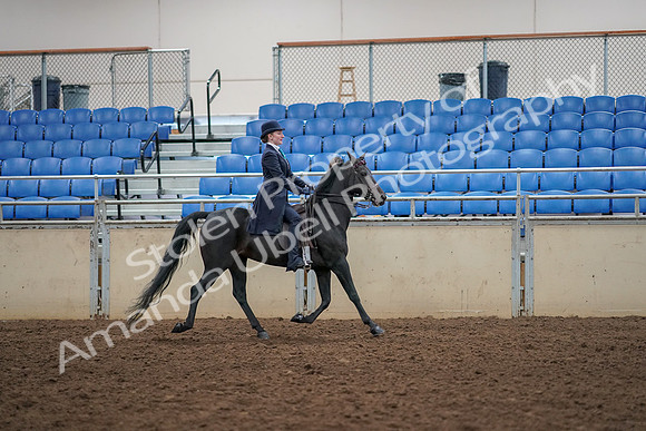 2019 Morgan Horse Show - Aug 30, 2019 - 12386