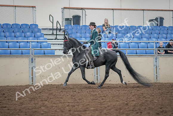 2019 Morgan Horse Show - Aug 30, 2019 - 15336