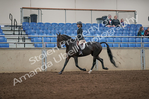 2019 Morgan Horse Show - Aug 31, 2019 - 04951
