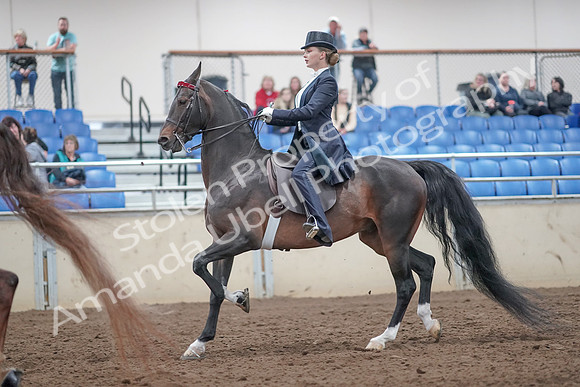 2019 Morgan Horse Show - Aug 31, 2019 - 20536