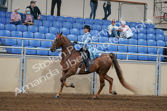 2020 - AB Morgan Horse - Sat, Sept 05 - 06234
