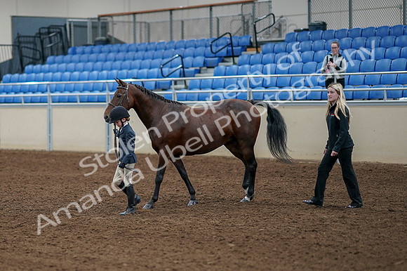 2020 - AB Morgan Horse - Fri, Sept 04 - 01024