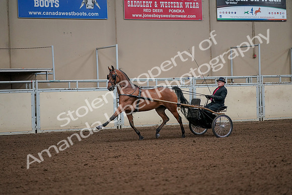 2019 Morgan Horse Show - Aug 30, 2019 - 13053