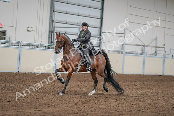 2020 - AB Morgan Horse - Fri, Sept 04 - 09558