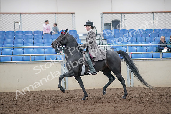 2019 Morgan Horse Show - Aug 31, 2019 - 09408